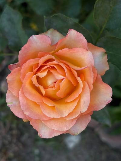 A top-down, close-up shot features a blooming coral rose with ruffled petals, set against a blurred background of dark green foliage. The rose is centered in the frame, with its petals unfurling in a spiral formation. The outer petals are a lighter shade of coral, gradually deepening to a vibrant orange at the center. The background consists of out-of-focus leaves and hints of dark soil, suggesting an outdoor garden setting. There are no people, animals, or man-made structures visible in the image. The overall impression is one of natural beauty and tranquility. The provided image does not contain information that could be used to identify its location within the city of Zniatsovo, Ukraine.