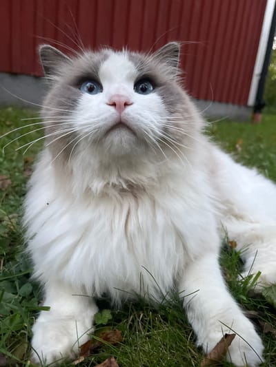 A fluffy Ragdoll cat with striking blue eyes and a pink nose lies on green grass. The cat's fur is predominantly white with grey patches around the ears and head. It looks upward with an attentive expression. In the background, a red building and a green lawn are visible. The scene is captured in natural lighting, emphasizing the cat's soft features and fur.