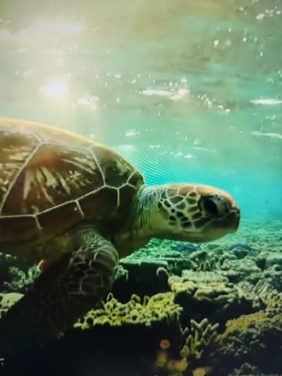 A sea turtle is shown swimming in shallow, clear water over a coral reef. The turtle is positioned in the foreground, facing right, with its shell partially visible. The water is illuminated by sunlight filtering from above, creating bright highlights. The coral reef below consists of various formations with a greenish-yellow hue. The background is a blurry expanse of turquoise water with more subtle light reflections. There are no people or any other animals visible in the image. The scene appears to be a natural underwater environment. The question specifies a location in Yashkino, Russia. However, sea turtles are not found in the waters of Yashkino, Russia, as it is a landlocked city.