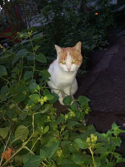 A domestic cat is depicted in a low-light outdoor setting in Akhaltskaro, Georgia. The cat possesses a white body with prominent orange-ginger markings on its head and ears. Its eyes exhibit a vivid green retroreflection, consistent with flash photography in dim conditions. The cat is seated upright, facing directly towards the viewer, with its whiskers clearly visible. The immediate foreground is dominated by dense green foliage, appearing as broad-leafed plants or bushes with small, developing buds. Behind the cat, the background recedes into darkness, revealing further indistinct vegetation and what appears to be a dark, uneven ground surface, possibly soil or asphalt, particularly visible to the cat's right. Faint, reddish-orange light sources or reflections are present in the upper-left and upper-right portions of the background.