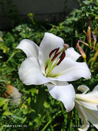 A close-up, eye-level, outdoor shot features a white lily in full bloom. The flower's delicate petals are unfurled, revealing its vibrant stamen tipped with dark brown pollen. The background consists of lush green foliage, creating a soft bokeh effect. In the lower left corner, the text "POCO X5 PRO 5G" is visible, and in the lower right corner, the date and time "12.07.2026 13:53" are displayed. The lighting suggests a sunny day. The scene is located in the city of Lypivka, Ukraine.