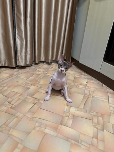 A Sphynx cat sits on a tiled floor in front of beige curtains. The cat is predominantly white with grey markings on its head and back. It is looking directly at the camera with a curious expression. The floor tiles have a geometric pattern in shades of pink, beige, and cream. The background consists of pleated beige curtains on the left and a light-colored wall with a dark brown trim on the right. The scene appears to be indoors, likely in a residential setting. The image does not provide any specific indicators to place it within the city of Closed administrative–territorial formation "Mezhgorye", Russia.