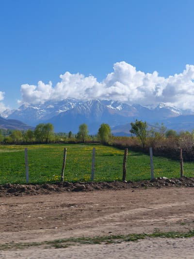 This vertical landscape image presents a serene rural scene near Barskoon, Kyrgyzstan, under a bright, partly cloudy sky.
In the immediate foreground, a reddish-brown dirt road with subtle tracks extends horizontally across the bottom section of the frame, indicative of rural thoroughfare. Directly beyond the road, a simple fence, comprising weathered wooden posts and wire, demarcates the edge of a vibrant green field. This field is profusely dotted with numerous small yellow flowers, suggesting a springtime bloom.
Further back, a line of deciduous trees and bushes, displaying fresh green foliage, forms a verdant band. The background is dominated by a majestic range of snow-capped mountains, their rugged peaks stretching across the horizon under a clear blue sky. Large, fluffy white cumulus clouds are scattered across the sky, with some appearing to rest just above the mountain summits.
The time of day is bright daylight, and the weather is pleasant with scattered clouds. There are no people, explicit activities, or visible text in the image. The scene evokes a sense of tranquil natural beauty in a mountainous region.