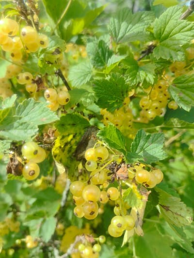 The image is a close-up, vertical shot of a branch of white currants. The berries are small, round, and translucent yellow, with a darker, round marking at the blossom end. They are clustered together in bunches. Several green leaves with serrated edges are visible, some showing signs of damage or discoloration. The background is a blur of green foliage and dappled sunlight, suggesting an outdoor environment. There are no people or specific urban features visible; the scene appears to be in a garden or natural setting. There is no indication of the location being the city of Kashino, Russia.