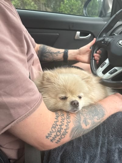 A light tan Pomeranian is being held by a person in the driver's seat of a vehicle. The dog is resting its head on the person's arm. The person is wearing a pink t-shirt and has tattoos on both arms, including the words "AMOR AMOR AMOR AMOR AMOR" on the left forearm. The steering wheel of the vehicle is visible, as is the car's interior. The exterior environment is blurred, but appears to be a wooded area. There is no information available about the specific location in Malaya Kuskunka, Russia.