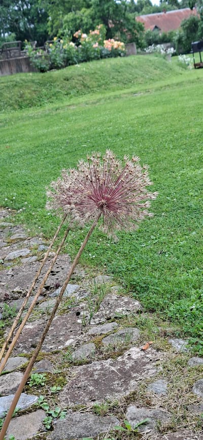 A dry, seed-head of an Allium flower, with a reddish-purple center and wispy white filaments, is the main subject in the foreground. It is supported by two thin, dry stalks that lean against a rustic stone pathway. The pathway is composed of irregular, grey stones interspersed with patches of moss and sparse green grass. Behind the pathway, a sloping, lush green lawn stretches into the background. Further in the distance, a stone retaining wall is visible, topped with a line of flowering bushes displaying clusters of peachy-pink and yellow blossoms. Beyond the bushes, trees with dense green foliage are apparent, and a reddish-tiled roof of a building can be seen peeking through the trees. The overall setting appears to be a garden or park. There are no people or animals present in the image. The image appears to be taken in Kohatu, Estonia, as indicated.