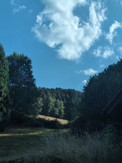 This image depicts a sunlit clearing bordered by dense evergreen trees and a portion of a dark-roofed structure on the right. The foreground is filled with dry, tall grass. Beyond the clearing, a gently sloping hill is covered with a variety of trees, some appearing lighter green and possibly deciduous, while others are dark green conifers. The sky above is a vibrant blue, punctuated by several fluffy white clouds. The scene evokes a natural, somewhat wild landscape. This photograph appears to have been taken in or around Gutach, a town in the Black Forest region of Germany, known for its wooded hillsides and traditional architecture.