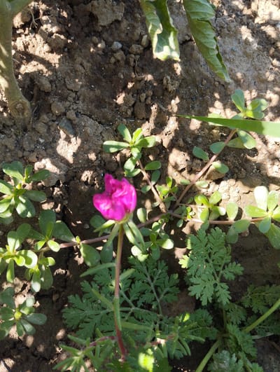 The image shows a close-up view of a vibrant pink flower blooming amidst green foliage and dry, cracked soil. The sunlight casts shadows across the ground, highlighting the textures of the earth and the delicate petals of the flower. The surrounding plants appear to be low-growing, with small, fleshy leaves. The scene suggests an outdoor environment, possibly a garden or a natural landscape in a relatively dry climate. There are no people or any other discernible objects or activities in the image, making it a naturalistic shot focused on the botanical elements. The location is specified as Iskra, Kyrgyzstan, which places the scene within a Central Asian context, likely experiencing seasonal dry periods.