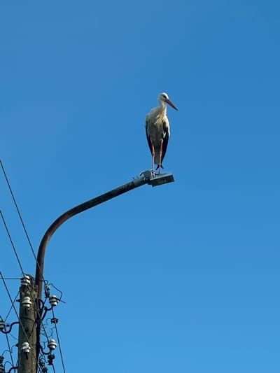 A single white stork with black wing markings is perched precariously on a metal pole that extends from a concrete utility pole. The stork is facing left, with its head tilted upwards and its long, reddish beak pointed skyward. Its legs are visible, extended downwards. The metal pole it is perched on curves downwards and to the right, disappearing out of frame. Below and to the right, a concrete utility pole is visible with multiple wires and ceramic insulators attached. The sky is a clear, vibrant blue, indicating a bright, sunny day. The scene appears to be outdoors, in a location with electrical infrastructure, possibly in a rural or semi-rural setting in Ovoshtnik, Bulgaria. There is no visible text in the image. The overall impression is one of a bird resting on man-made infrastructure against a backdrop of a clear sky.