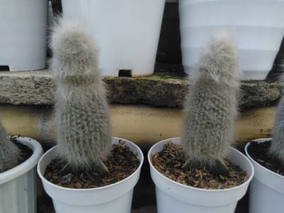 The image displays a close-up, eye-level perspective of two potted cacti against a blurred background. The scene is located in Venecia, Costa Rica.
The primary subjects are two columnar cacti, identified as "Old Man Cactus" (Cephalocereus senilis), approximately 20-25 cm in height, characterized by their dense covering of long, fine, white, hair-like spines that obscure the green stem beneath. Both cacti are planted in identical white, round, plastic pots. The soil within each pot is topped with a layer of light brown organic mulch, appearing to be wood chips or rice hulls. A darker green, un-spined base of the cactus stem is visible just above the soil line in both pots.
In the immediate background, a rough-textured, light gray concrete surface or ledge is visible, running horizontally across the frame. Behind this ledge, several more white plastic pots, similar to those holding the primary cacti, are partially visible and out of focus, suggesting a collection of plants. A horizontal, light brown, cylindrical element, possibly a bamboo pole or wooden rail, is present behind the concrete surface. The overall environment appears to be an outdoor or semi-outdoor plant cultivation area. No people or overt actions are depicted. The lighting is even and diffuse, indicating either an overcast sky or a shaded setting.