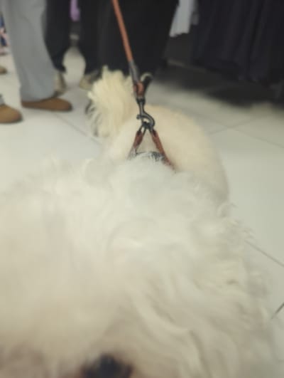 A fluffy white dog with a brown leash is lying on a white tiled floor. The dog's fur is long and appears to be a mix of white and light cream. A person's legs are visible in the background, wearing grey pants and brown shoes. Another person, wearing dark pants and possibly black shoes, is standing to the right. The environment suggests an indoor setting, possibly a store or a public area within Xishan District, China, given the context of the original prompt. The leash is attached to a harness on the dog. The focus is primarily on the dog and the leash, with the background being somewhat blurred.