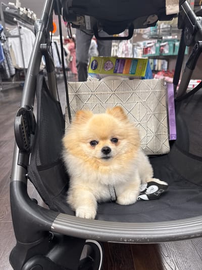 A fluffy, light cream-colored Pomeranian dog with dark eyes and a black nose is the central subject, looking directly at the camera. The dog wears a sparkly collar and rests comfortably within a black pet stroller or carrier. Its fur appears soft and well-groomed.

The stroller features a black fabric interior and exterior, with a gray/silver metallic frame and some mesh sections. A patterned light gray cushion, possibly with a diamond or geometric design, is placed inside the stroller, beneath the dog.

In the background, visible just behind and to the side of the dog, are several blurred items suggesting an indoor retail or commercial setting. A purple box or book with a floral pattern and the text "ISh & Roo" is resting on the patterned cushion. Below it, a green box labeled "Vtech" and featuring a purple octopus character is partially visible. Further in the background, shelves stocked with various products are indistinctly seen. The flooring to the right of the stroller appears to be dark wood.

The dog appears calm and observant. No people are visible. The time of day and weather are not discernible. While the context given is Ludwigsburg, Germany, there are no explicit visual cues within the image itself to confirm this location. A small black and white tag with symbols, possibly care instructions, is visible near the dog's right paw.