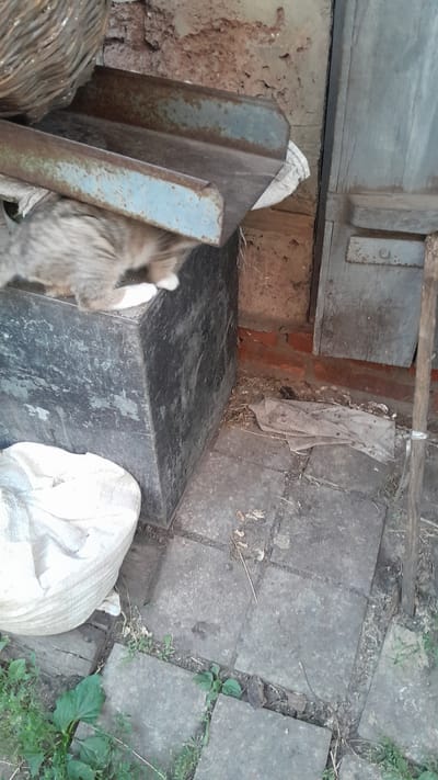 The image depicts an outdoor scene with a focus on discarded or stored items. In the foreground, a grey and white cat with its tail visible is partially obscured by a large, dark, rectangular object, possibly a metal container or a large block. To the left of this object, there are two pieces of weathered, rusty metal that appear to be structural elements. Further to the left, a woven basket is visible, adding to the collection of items. Behind the cat and the metal objects, there is a rough, textured wall, possibly made of brick or stone, with some debris scattered around. To the right of the dark object, a white, lumpy bag, likely made of burlap or similar material, rests on the ground. The ground itself is paved with square grey tiles, with patches of dirt and sparse green vegetation growing between them. In the background, there is a wooden structure, appearing weathered and aged, with metal fasteners visible. The overall impression is one of a cluttered, perhaps neglected, outdoor storage area or backyard. The lighting suggests it could be daytime, but the specific time and weather conditions are not clearly discernible. The setting appears to be rustic, possibly in a rural or older urban area, consistent with the location context of Novhorod-Siverskyi, Ukraine. There is no discernible text in the image.