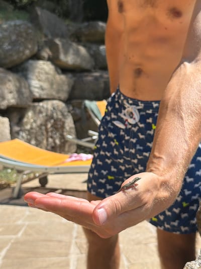 A close-up shot focuses on a person's left hand and forearm, with a small lizard perched on the knuckles. The hand is open, palm up, and appears to be resting. The forearm is hairy and tanned. In the background, the person is wearing dark blue swim trunks with a pattern of white and yellow dachshunds. Further back, out of focus, are large, rough stones forming a wall, an orange lounge chair, and hints of greenery. The ground beneath the hand is paved with light-colored tiles. The lighting suggests a sunny outdoor environment, possibly in the region of Sassofortino, Italy, given the style of stonework and the presence of lounge chairs in a natural setting.