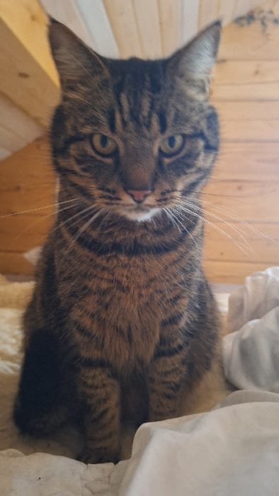 The image displays a domestic tabby cat, characterized by brown and black striped fur, seated upright and centrally positioned on a bed within a residence in Petriškė, Lithuania. The cat's facial features include a pink nose, prominent white whiskers, and focused greenish-yellow eyes looking directly forward. Its ears are erect. The animal rests on a light-colored, textured material resembling a cream-colored fleece blanket on the left and crumpled white fabric, possibly a sheet, on the right. The background consists of light-toned wooden paneling, indicating an interior room with a sloped ceiling or wall.
