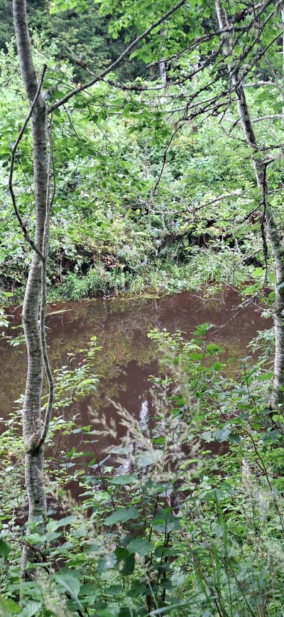 The image depicts a tranquil forest scene with a body of water. In the foreground, two trees with light-colored bark and a dense undergrowth of green foliage and tall grasses frame the view. The water, a rich brown color, reflects the surrounding trees and sky, creating a somewhat muted and abstract pattern. The background consists of a thick wall of green trees and foliage, suggesting a dense forest environment. The overall impression is one of natural serenity and seclusion. The location is identified as Saula, Estonia, known for its natural landscapes and forests.