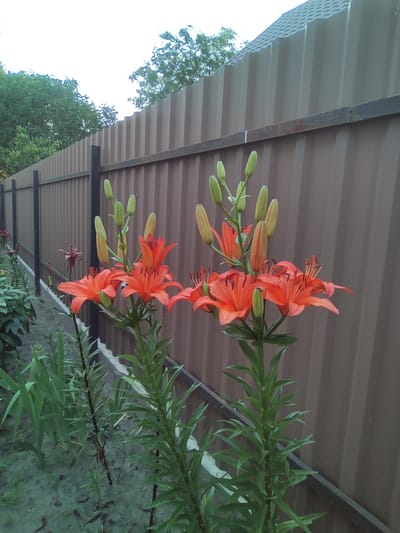 An outdoor, medium-shot, eye-level photograph captures several bright orange tiger lilies in bloom, positioned in the foreground on the left side of the frame. The lilies are arranged in a cluster, with some fully open and others as buds. They are growing in a sandy soil bed. Behind the flowers, a dark brown corrugated metal fence extends across the background, with a horizontal metal bar running along its midsection. To the left of the fence, a row of dark vertical posts supports the fence. In the upper left corner of the image, green trees and foliage are visible, with a sliver of the sky peeking through. The scene is located in the city of Drahichyn, Belarus.