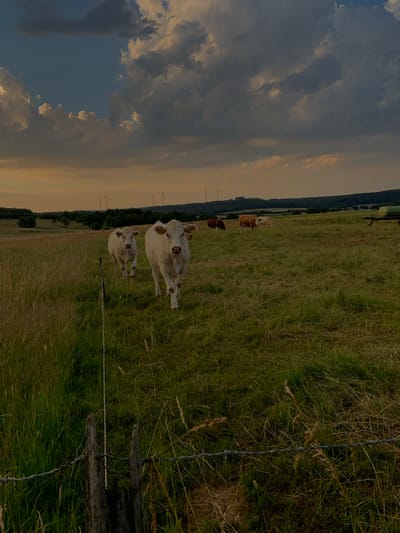A picturesque rural scene unfolds under a dramatic, cloud-filled sky, likely captured in Beltershain, Germany, during the golden hour. Two light-colored cows are prominently featured in the foreground, walking towards the viewer across a grassy field. The cow on the right is closer and more detailed, its head turned slightly. Behind them, more cows, some brown and white, graze in the distance, their forms softer due to the atmospheric perspective.
The landscape is characterized by rolling hills and scattered trees, with several wind turbines dotting the horizon, indicating a rural or semi-rural setting with a focus on renewable energy. A barbed wire fence with wooden posts runs along the bottom left of the frame, separating the viewer from the field. The overall impression is one of pastoral tranquility, enhanced by the warm, diffused light of the setting sun. The sky itself is a dynamic canvas of dark, heavy clouds interspersed with pockets of bright light, suggesting a transition in weather. The image is shot from a low angle, emphasizing the expanse of the field and sky.