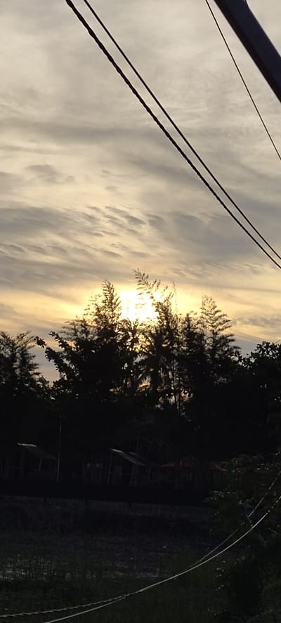 This image captures a sunset scene in Peurupok, Indonesia. The sky is filled with wispy, striated clouds, painted in hues of pale yellow and grey, with the setting sun casting a bright, diffused glow behind a silhouetted line of trees. The trees, predominantly pine-like and some palm varieties, form a dark, jagged silhouette against the luminous sky. In the foreground, nestled amongst the trees, are the dark outlines of small structures, possibly huts or shelters, with visible angled roofs. The ground below appears to be rough terrain covered in sparse vegetation, with some white lines, possibly wires or strings, crisscrossing it. Overhead, dark power lines diagonally traverse the upper portion of the frame, adding a man-made element to the natural landscape. The overall impression is one of a tranquil, yet slightly stark, rural evening in Peurupok.