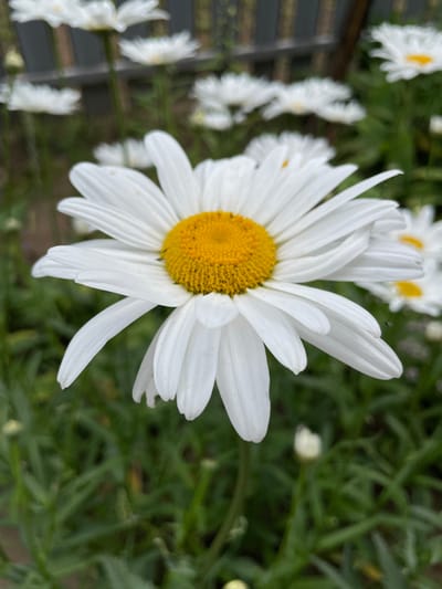 A close-up, eye-level shot features a large white daisy with a bright yellow center prominently displayed in the foreground. The daisy's white petals are slightly curved and detailed, with a few small brown spots visible on some. The yellow center is textured and appears to be composed of many tiny florets. The background is a blurred garden scene with more daisies, some in focus and some out of focus. Lush green foliage forms the base of the composition. In the far background, a wooden fence is visible, suggesting an outdoor setting. The overall lighting is natural and soft, indicating daylight. The image appears to be taken in Дресвяново, Russia, where such daisies are common in gardens and fields during the warmer months. There are no people or animals visible in the frame.