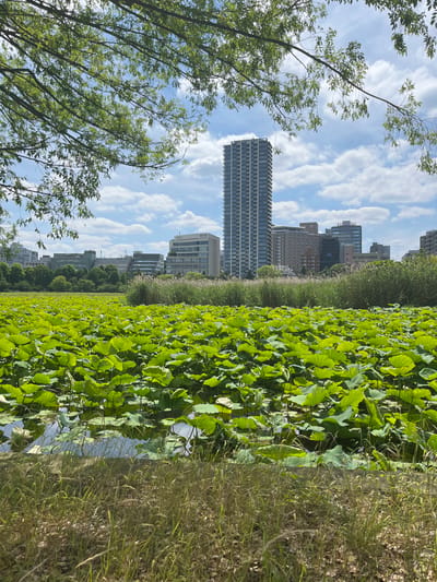 This image depicts a panoramic view of a large lotus pond within an urban park environment, identified as being in Taito, Japan. The foreground features dry, sparsely vegetated ground with light brown and green grasses. The mid-ground is dominated by an expansive body of water almost entirely covered by numerous large, circular, vibrant green lotus leaves (Nelumbo nucifera) floating on or rising above the surface. Reflections of the sky are visible in the small areas of water between the leaves.

Beyond the lotus pond, a dense belt of tall, light green reeds and grasses forms a natural barrier. Above and behind this, the background reveals an urban cityscape under a bright, partly cloudy sky. A prominent, modern high-rise building with numerous windows and balconies stands centrally on the left side of the frame. To its right, an assortment of commercial and residential buildings of varying architectural styles and heights is visible. One notable building on the right features "LUCIS" prominently displayed on its facade. The upper portion of the sky is bright blue with scattered white cumulus clouds. Overhanging branches with small, dark green leaves from a tree frame the top left and central sections of the image. No people or active interactions are visible in the scene. The environment suggests a sunny day with natural and urban elements coexisting.