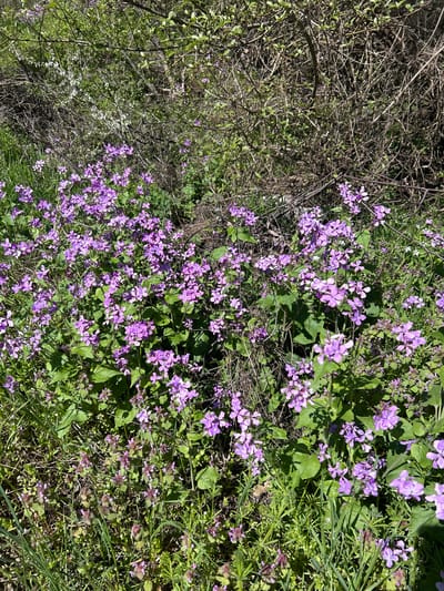 The image shows a patch of purple flowers growing amongst green foliage and dry branches. The flowers are small and clustered together. The foliage includes both broad leaves and grassy vegetation. Dry branches appear on the left side of the frame, with some scattered among the flowers. The location is Chavdartsi, Bulgaria.
