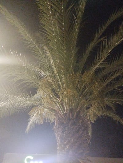 This is a medium-shot, outdoor, vertical, low-angle photograph taken at night. The primary subject is a palm tree, its fronds filling most of the frame. The fronds are a muted green, and the trunk is textured and brown. Small, light-colored clusters, possibly dates or blossoms, are visible among the fronds. To the left of the palm tree, there is a bright, hazy light source, which appears to be illuminating the scene and causing some lens flare. In the lower portion of the image, a sign with a green letter 'C' and the beginning of another letter are visible. The background is dark, suggesting it is nighttime, and the overall atmosphere is slightly hazy or foggy. There are no people or specific activities depicted. The location context is Or Akiva, Israel.