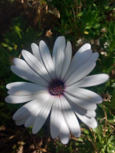 A single, white daisy-like flower with a purple and yellow center is in full bloom. The flower has numerous white petals that are slightly curved and cast shadows on each other. The center of the flower is a dark purple with small yellow stamen. The background is a blur of green foliage and some brown, dry plant material, suggesting an outdoor environment. The image appears to have been taken in the vicinity of Άγιος Νεκτάριος, Greece, given the context. There are no people or discernible actions present in the image.