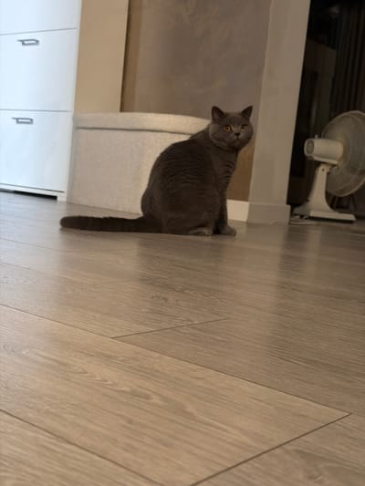 A gray British Shorthair cat with orange eyes is sitting on a light brown wooden floor. The cat is facing to the right and looking at the camera. Behind the cat is a white piece of furniture, a wall with textured wallpaper, and a white oscillating fan on a stand. To the left of the cat is a white cabinet with two drawers. The scene is indoors, likely in a home, with neutral-toned walls and flooring. The lighting appears to be from artificial sources. There are no people or any other discernible activities or interactions taking place in the image. This scene is not specifically identifiable as being in Spinea, Italy, as there are no landmarks or contextual clues to suggest this location.