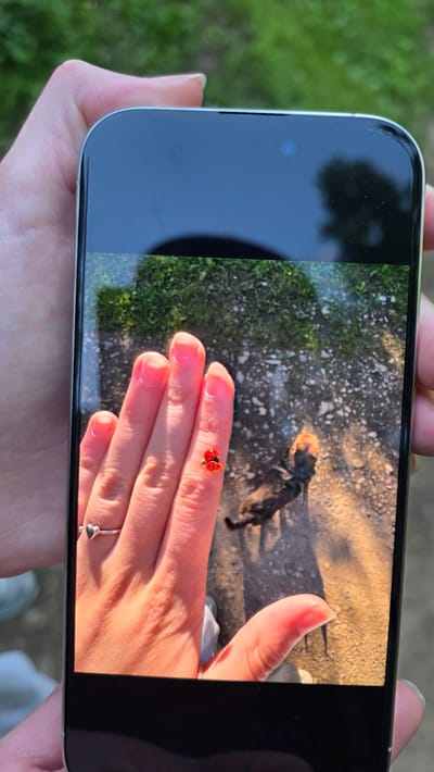 A person is holding a smartphone displaying a close-up photograph of a hand with two ladybugs on a finger. The background of the photograph shows a dirt path with some grass and a shadow of a dark-colored animal, possibly a dog. The person's fingers are manicured with light pink nail polish. A silver ring with a heart-shaped detail is visible on one of the fingers. The smartphone's screen shows the reflection of the surrounding environment, which includes green grass and trees, suggesting an outdoor setting. The context of the image is not specifically tied to the city of Рассвет-1 Снт, Russia, as no landmarks or recognizable features from that location are present in the photograph itself.