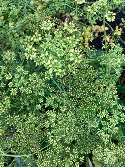 The image shows a close-up, overhead view of a dense cluster of green plants with small, yellowish-green flower buds. The flowers are arranged in small, intricate clusters, some of which are star-shaped with protruding white pistils. The overall impression is of lush, growing vegetation. The background is blurred, with dark soil and some yellowish-green leaves visible. There are no people or animals present. The image is taken outdoors. The location is specified as Nikul'skoye, Russia.