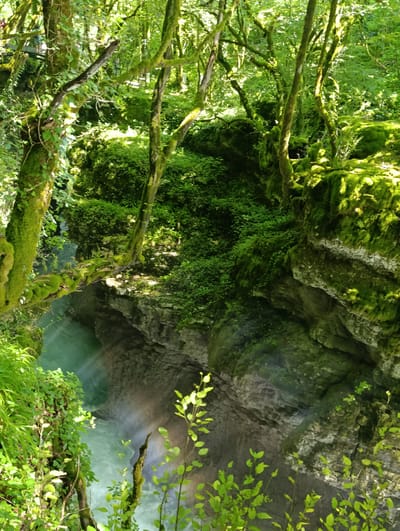 This is a vertical, medium-shot photograph of a lush, moss-covered gorge with a fast-flowing river at the bottom. The scene is dominated by vibrant green foliage and moss that clings to the trees and rocky surfaces, indicating a damp and humid environment. Sunlight filters through the dense canopy, creating bright highlights and casting shadows, suggesting a bright, possibly sunny day.
The primary subjects are the natural elements: the river, the gorge walls, and the abundant vegetation. The river is a turbulent, turquoise-green color, with visible currents and a mist rising from its surface, possibly due to a waterfall or rapids just out of frame. The gorge walls are steep and rocky, layered with different textures and covered in patches of moss and smaller plants. Overhanging branches, also heavily laden with moss, frame the scene from above, creating a sense of depth and enclosure.
There is a hint of human presence with faint figures visible on a bridge in the background, suggesting this is a location accessible to visitors, likely a park or a natural attraction. The overall atmosphere is serene and wild, conveying a sense of natural beauty and the power of water. The vibrant greens and dappled light evoke a feeling of peace and immersion in nature.
There is no visible text in the image. The location is identified as Lebache, Georgia.