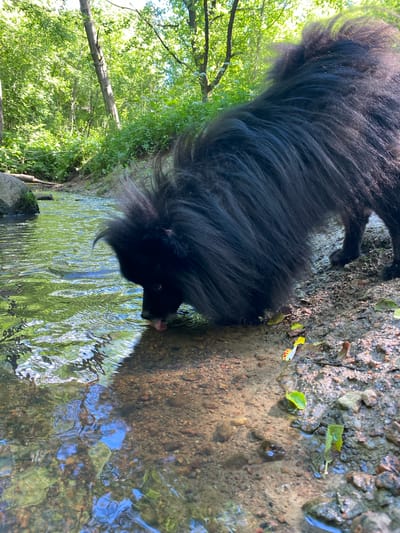 A black dog with long, shaggy fur is drinking water from a shallow stream. The dog is positioned in the lower right quadrant of the image, with its head lowered and its tongue extended into the water. Its fur is dark and appears wet around its face and paws. The stream bed is composed of gravel and sand, with some small green leaves and debris scattered on the bank. The water is clear and reflects the surrounding greenery, creating a shimmering effect.

To the left of the dog and stream, a dense canopy of green trees dominates the scene. Sunlight filters through the leaves, dappling the ground and water with light. A fallen tree branch stretches horizontally across the frame within the foliage. The overall setting appears to be a natural, wooded area. The lighting suggests it is daytime, likely a sunny day given the bright reflections in the water. The image conveys a sense of calm and natural activity, with the dog peacefully quenching its thirst in the environment. There is no visible text in the image.
