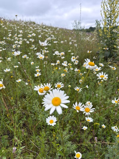 A field of daisies is captured in a medium shot, oriented vertically. The focus is on the flowers, with a blurred background of more daisies and greenery. The sky is overcast, suggesting a cloudy day. The scene is natural and appears to be a meadow or grassland in Kendektamak, Russia. The daisies are the primary subjects, with their white petals and yellow centers prominent. Some daisies are in full bloom, while others are slightly wilted or in bud. The ground is covered in lush green grass and various wildflowers, adding texture and depth to the image. The overall mood is serene and natural, with no people or man-made objects visible. The lighting is soft and diffused, typical of an overcast day. There is no visible text in the image.