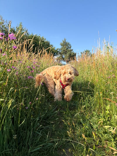 A light brown dog with curly fur, wearing a red harness, stands in a field of tall grass and wildflowers under a clear blue sky. The dog is facing the camera, with its mouth slightly open. Purple wildflowers are scattered throughout the tall, golden-brown grasses. In the background, a conifer tree and other greenery are visible. The scene appears to be in a natural setting, possibly a park or meadow, consistent with the environment found in or around Poing, Germany, during daylight hours.