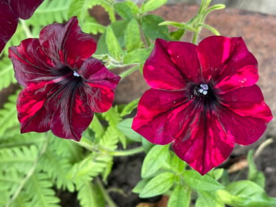 Two dark red petunias with dark veins and splashes of bright pink are in full bloom. The flowers are detailed, with delicate petals and visible stamen in the center of each. They are set against a blurred background of green leaves and some foliage. The lighting suggests it is daytime, likely outdoors. The scene appears to be in a garden or natural setting, given the presence of plants and soil. There are no people or visible text in the image.