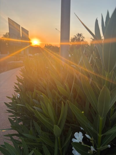 The image depicts a sunset scene on a sidewalk in Pervolia, Cyprus, with a focus on lush green foliage in the foreground. The sun, a bright orange orb, is low on the horizon, casting long, luminous rays across the sky and illuminating the leaves of the plants. In the background, silhouetted palm trees and a few indistinct structures can be seen, suggesting an urban or semi-urban environment. A tall, grey pole stands prominently in the mid-ground, partially obscuring the view. The sidewalk, paved with a grey, textured material, curves away from the viewer. White flowers are visible amongst the green leaves, adding a touch of contrast to the scene. The overall impression is one of a tranquil evening in a Mediterranean coastal town.