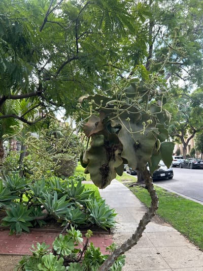 A unique plant with large, wavy-edged leaves and flowering stems sits alongside a sidewalk. Its trunk bends towards the ground. Succulents surround the base of the plant. A lush green tree with fern-like leaves is in the background. Cars are parked along the street, which is adjacent to a grassy area. The scene is bathed in natural light, highlighting the textures and colors of the foliage.