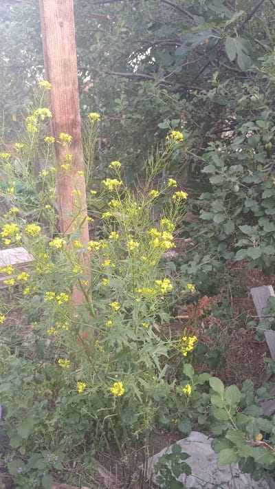 In the city of Dolno Izvorovo, Bulgaria, a scene unfolds in what appears to be a garden or yard. A prominent, weathered wooden post stands vertically on the left side of the image, serving as a central anchor point. To its right, a cluster of tall, slender plants with numerous small, bright yellow flowers reaches upwards. These flowering plants are densely packed with delicate green leaves and thin stems, creating a vibrant display against the natural backdrop.
Behind these flowering plants, a lush green tree with broad leaves, possibly a fig tree, dominates the middle and right portions of the frame. This tree exhibits a dense canopy, with some dark branches visible among the foliage. Small, green fruits are scattered throughout the tree's branches, hinting at the season.
The ground level is a mix of dry soil, fallen leaves, and other organic debris, suggesting a natural, somewhat untamed environment. Some scattered greyish rocks or concrete pieces are visible on the ground, possibly remnants of garden structures or landscaping. In the lower left corner, a few small, purple flowers can be seen, adding another subtle splash of color to the scene. The overall impression is one of a slightly overgrown, naturalistic outdoor space.