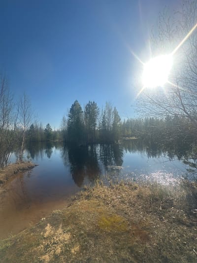 The image depicts a body of water reflecting trees and a clear blue sky with a bright sun. The shoreline on the right is covered in dry vegetation. The location is likely in Vysokii, Russia, although there are no specific features in the image to confirm the exact location. There are no people present.