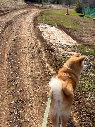 The image shows a dog lying on a dirt path in what appears to be a rural or semi-rural area, potentially in Заболотово, Russia. The dog is a light brown and white breed, possibly an Akita or similar spitz-type. It is lying on its side with a green leash near its body. The ground is covered with dirt and small rocks. A path with tire tracks runs through the scene. In the background, there is grass, and a concrete structure. Further in the background, there's a cone and building. The scene appears to be outdoors in daylight.