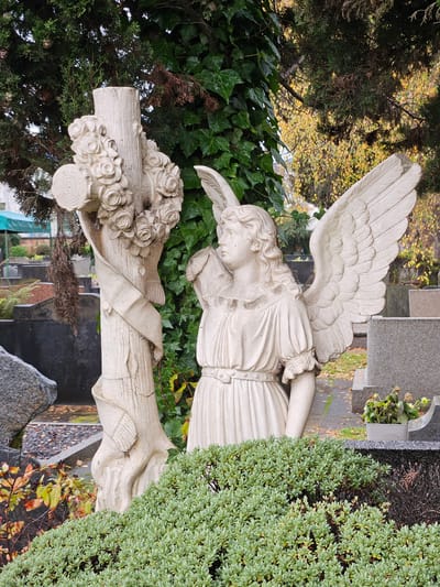 The image captures a cemetery scene in Osorno, Chile, featuring a weathered stone sculpture of an angel with outstretched wings, positioned beside a cross draped with stone roses. The sculpture is surrounded by lush greenery, including ivy, coniferous trees, and a dense bush with small, rounded leaves. The environment includes elements of a cemetery, with gravestones and ground cover of gravel and fallen leaves.