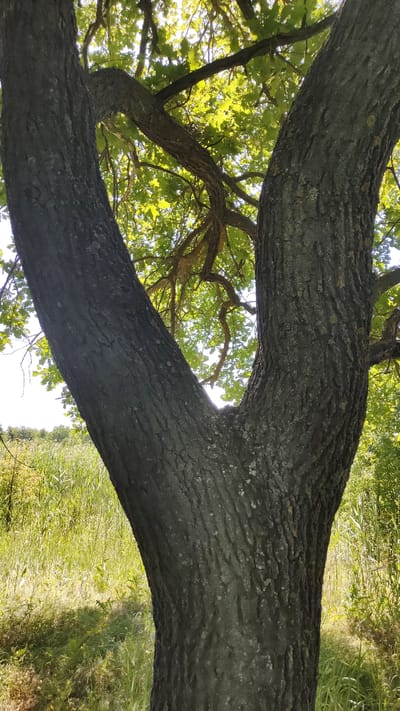 This is a close-up, vertical, eye-level shot of the trunk of a mature tree, likely an oak, with a prominent V-shaped split in the trunk. The bark is dark gray and deeply furrowed, with patches of lighter gray lichen. The trunk dominates the foreground, extending from the bottom of the frame upwards and splitting into two main branches that arc outwards. The background shows a sun-dappled natural environment. Lush green grass and reeds, illuminated by sunlight, form a dense ground cover. In the upper portion of the frame, the tree's canopy is visible, with bright green leaves filtering the sunlight. The sky is a hazy white, suggesting a bright, possibly overcast day. The scene appears to be located in a park or a natural area within the city of Mikhaylovka, Russia, given the vegetation typical of the region. There are no people or animals visible in the image.