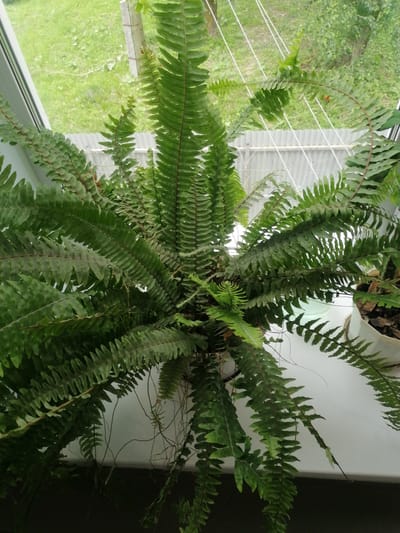 An overhead, eye-level shot captures a lush, green fern plant situated on a windowsill. The fern, with its numerous fronds fanning out from the center, occupies the majority of the frame. Some fronds droop downwards, while others extend horizontally. In the background, through the window, a blurred view of green foliage and a gray metal fence is visible, suggesting an outdoor environment in a city like Komsomolsky, Russia, possibly a residential area with a garden or park nearby. The lighting appears natural, coming from the window. The scene is static, with no people or discernible actions taking place.
