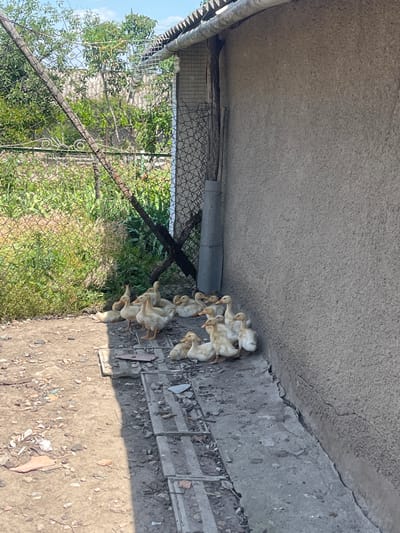 In Chernove, Ukraine, a cluster of young ducklings huddles together on a concrete path. The scene is outdoors, bathed in bright sunlight, suggesting it is daytime with clear weather. The ducklings, mostly yellow and white, are gathered near the base of a rough concrete wall, with some appearing to be climbing onto a raised concrete section. To the left of the ducklings, a chain-link fence separates them from a patch of lush green foliage and trees, with a glimpse of a corrugated roof and a pipe visible above. The ground around the ducklings is a mixture of concrete, dirt, and small debris like pebbles and dried leaves. The overall impression is of a rural or backyard setting where young poultry are being kept. There is no text visible in the image.