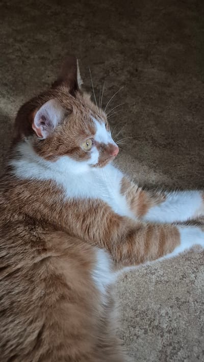 The media file shows an overhead view of an orange and white cat lying on a carpeted surface. The cat is positioned on its back, with its paws extended upwards. Its fur is a mix of warm orange and white markings, with the white stripe running down its chest and belly. The cat's face is turned to the left, revealing its yellow eyes, pink nose, and white whiskers. The carpet appears to be a neutral brown color with a subtle speckled texture. The lighting suggests an indoor environment, possibly during the daytime, as there are no strong shadows. The overall mood of the image is relaxed and peaceful, capturing a moment of feline repose. There is no visible text in the image.