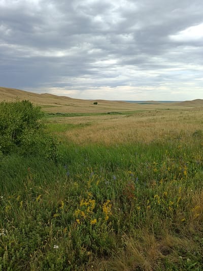 A wide-angle, landscape photograph captures a rolling, grassy plain under a dramatic, overcast sky. The foreground is dominated by a dense patch of tall, green grass interspersed with wildflowers, including clusters of small yellow blossoms and occasional purple blooms. A large, leafy green bush is visible on the left side of the frame, adding a darker, more vibrant green element to the scene.
The middle ground reveals undulating hills covered in dry, golden-brown grass, hinting at late summer or early autumn. In the distance, a few scattered trees are visible, and the horizon line is soft, with the plains stretching out to meet the sky. The sky itself is filled with a thick layer of dark, textured clouds, suggesting an impending rain shower or the aftermath of one. The light is diffused, creating a somewhat somber mood.
There is no discernible activity or event taking place; the image depicts a serene, natural landscape. The time of day is difficult to pinpoint precisely due to the cloud cover, but the light suggests it is likely daytime, possibly late afternoon. The location cues are general to a plains environment, with the provided context of Imeni Tel'mana Nomer Tretiy, Kazakhstan, indicating a rural, possibly steppe-like setting. There is no visible text in the image.