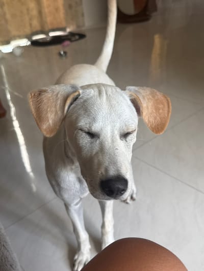 A light-colored dog with tan ears is standing on a tiled floor, looking down with its eyes closed. The dog's tail is raised. In the background, a blurred wooden cabinet and a reflection of light on the floor are visible. A person's knee is in the lower right corner of the frame. The scene is indoors, possibly in a residence in Baan Nok Sai, Thailand.