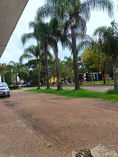 The image captures an outdoor scene at Termas del Daymán, Uruguay, featuring a paved area surrounded by lush vegetation under a partly cloudy sky. The foreground is dominated by reddish-brown exposed aggregate pavement with small patches of green grass. A grey concrete structure intrudes from the upper left.

Numerous tall palm trees with vibrant green fronds are the prominent subjects, lining what appears to be a pathway or parking lot. Other green trees and bushes add to the natural setting. To the left, a silver Fiat car is partially visible, displaying a Uruguayan license plate "MGA 2088." Further into the background, several other cars and motorcycles are parked.

In the mid-ground and background, behind the foliage, a building with a dark facade and yellow sections is discernible. Adjacent to this building, an outdoor area is equipped with a large grill or smoker, a light green umbrella, and white tables and chairs, suggesting a dining establishment. A sign near this area clearly reads "POLLO LOCO," likely indicating a restaurant or food stall, with additional unreadable text below.

The scene takes place during the day, under a bright, diffused light from the sky, suggesting mild weather. No people are visible, but the parked vehicles and outdoor seating imply a functional and possibly leisurely atmosphere typical of a resort or recreational area.