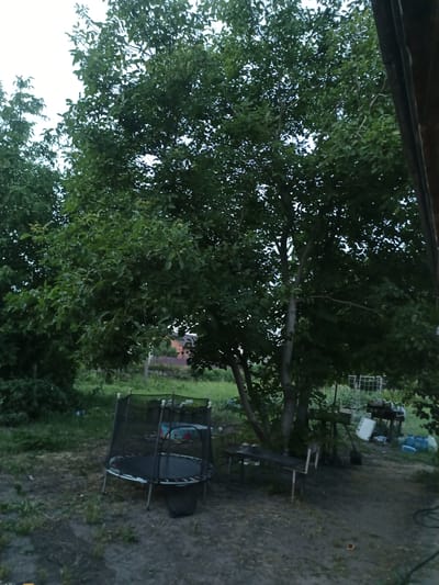 In Yampil, Ukraine, this image depicts a backyard scene. A trampoline with a safety net is positioned on a dirt and grass area. To the right of the trampoline, a wooden bench sits under a large tree. Further in the background, there is a table with chairs, a grill, and several plastic containers and bottles. The scene is surrounded by lush green trees and vegetation. The sky is overcast.